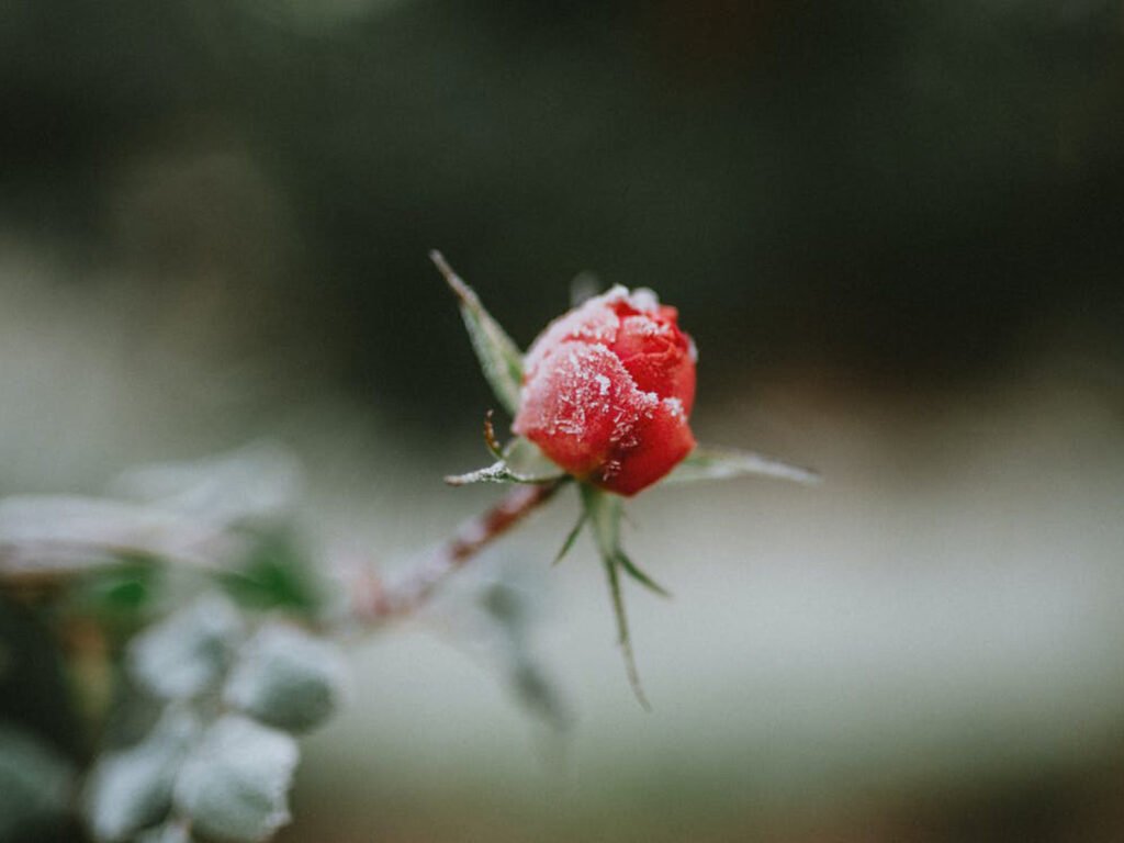 Bouton de rose rouge couvert de givre, inspiration de la collection Winter Flowers